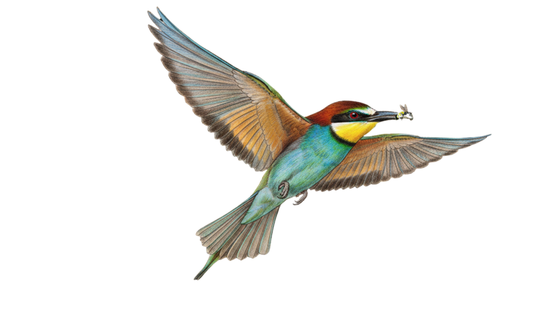 European Bee-eater